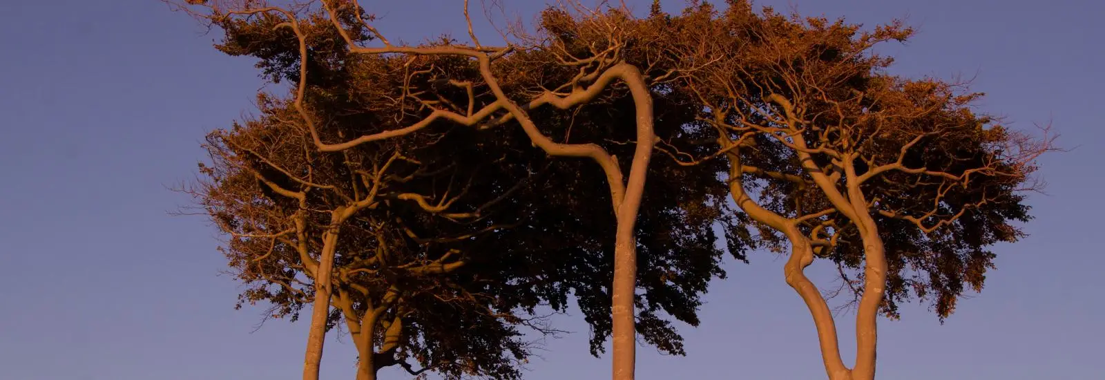 Header Paarbegleitung und Mediation